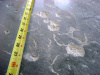 Freeze/thaw damage to new concrete slabs-on-grade.