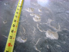 Freeze/thaw damage to new concrete slabs-on-grade.
